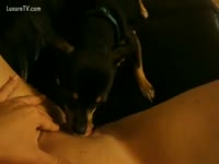 Girl masturbating with some aid from her dog